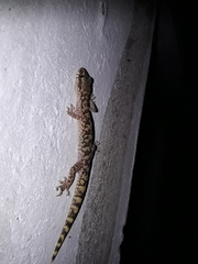 Cyrtodactylus lawderanus