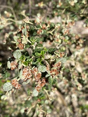 Spyridium parvifolium