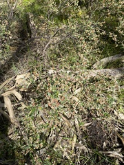 Spyridium parvifolium