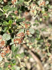 Spyridium parvifolium