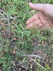 Dichanthelium scoparium