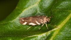 Macrobathra heminephela