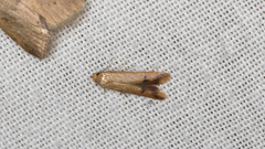 Tachystola hemisema