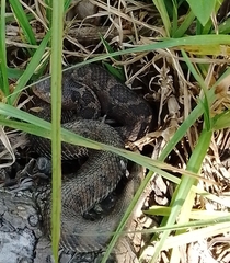 Crotalus ravus