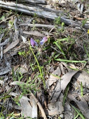 Thelymitra