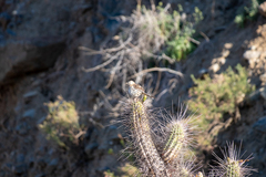 Mimus thenca