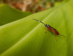 Mesostenus thoracicus