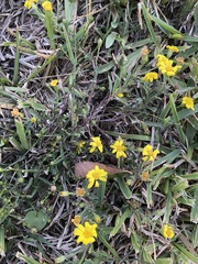 Croptilon divaricatum