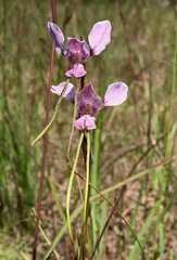 Diuris punctata