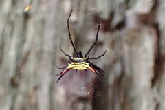 Micrathena schreibersi