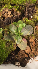 Micranthes virginiensis