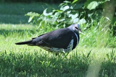 Leucosarcia melanoleuca