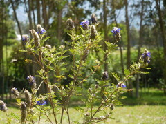 Dalea coerulea