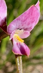 Diuris punctata