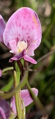 Diuris punctata