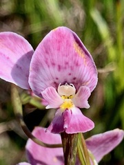 Diuris punctata