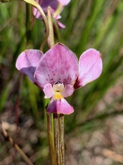 Diuris punctata