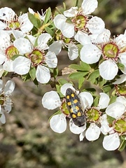 Castiarina xanthopilosa