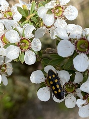 Castiarina xanthopilosa