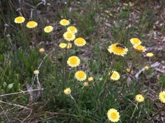 Coronidium scorpioides