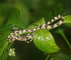 Imantodes cenchoa