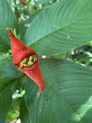 Palicourea tomentosa