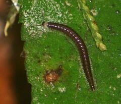 Cleidogona