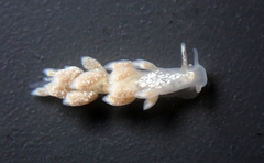 Trinchesia albocrusta