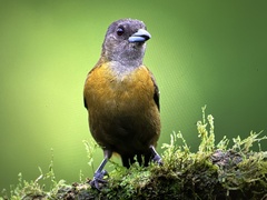 Ramphocelus passerinii