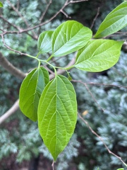 Celtis tetrandra