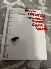 Stephanopachys substriatus