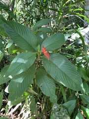 Palicourea tomentosa