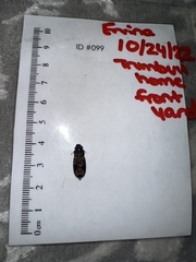 Stephanopachys substriatus