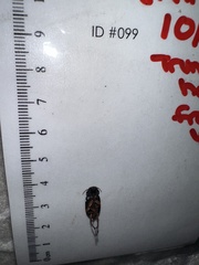 Stephanopachys substriatus