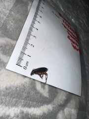 Stephanopachys substriatus