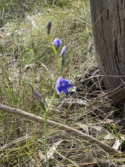 Thelymitra juncifolia