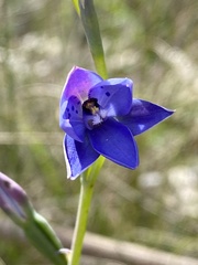 Thelymitra juncifolia