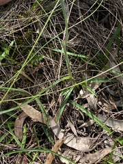 Thelymitra juncifolia