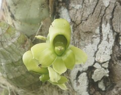 Catasetum integerrimum
