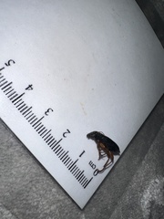 Stephanopachys substriatus