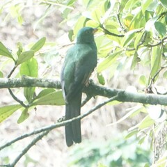 Trogon massena