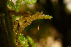 Weymouthia cochlearifolia