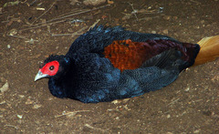 Crestless Fireback photo 1