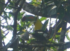 Ramphastos sulfuratus