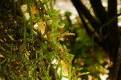 Weymouthia cochlearifolia