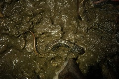 Desmognathus perlapsus