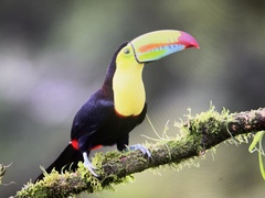 Ramphastos sulfuratus
