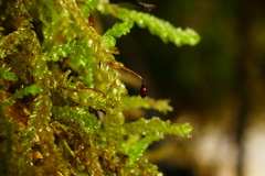 Weymouthia cochlearifolia