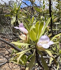Eremophila freelingii