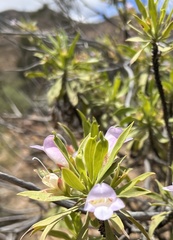 Eremophila freelingii